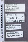 Etikette zu Athous (Orthathous) freudei (Platia, 1989) (NHMW-ZOO-COL-0008460)